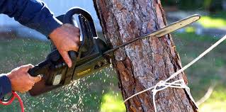 How Our Tree Care Process Works  in  Parks, AZ