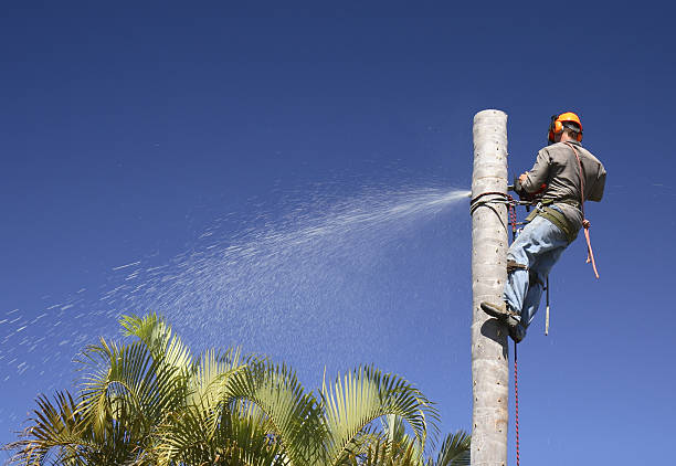 Best Root Management and Removal  in Parks, AZ