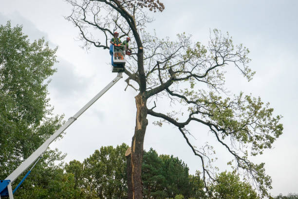 Best Tree Maintenance Programs  in Parks, AZ